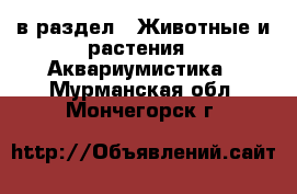  в раздел : Животные и растения » Аквариумистика . Мурманская обл.,Мончегорск г.